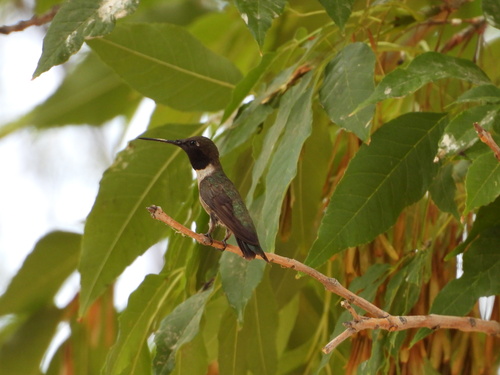 Black-chinned Hummingbird