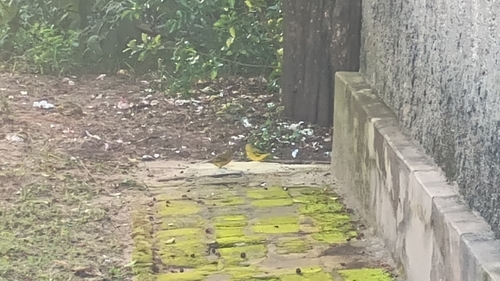 Saffron Finch