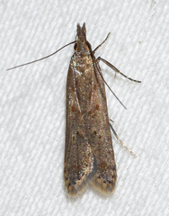 Dichomeris ligulella