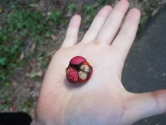 Dysoxylum arborescens