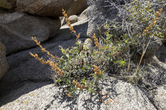 Penstemon clevelandii connatus