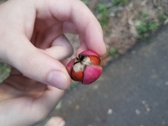 Dysoxylum arborescens