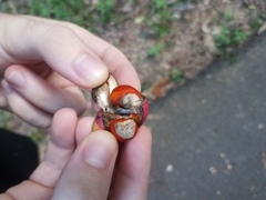 Dysoxylum arborescens