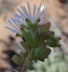 Delosperma subincanum, photograph (c) Nicola van Berkel, some rights reserved (CC BY-SA)