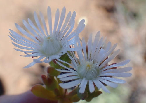 Delosperma subincanum, photograph 5