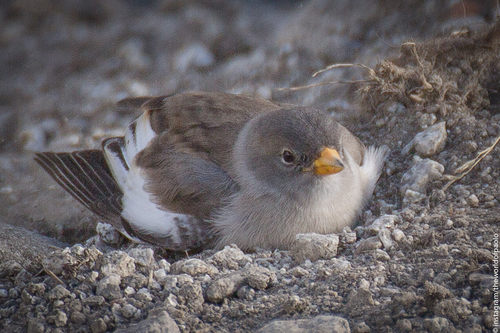 Gorrión alpino (Montifringilla nivalis)