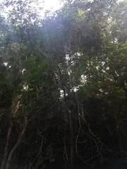 Dysoxylum arborescens