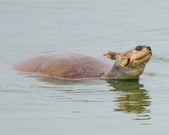 Llanos Sideneck Turtle photo 3