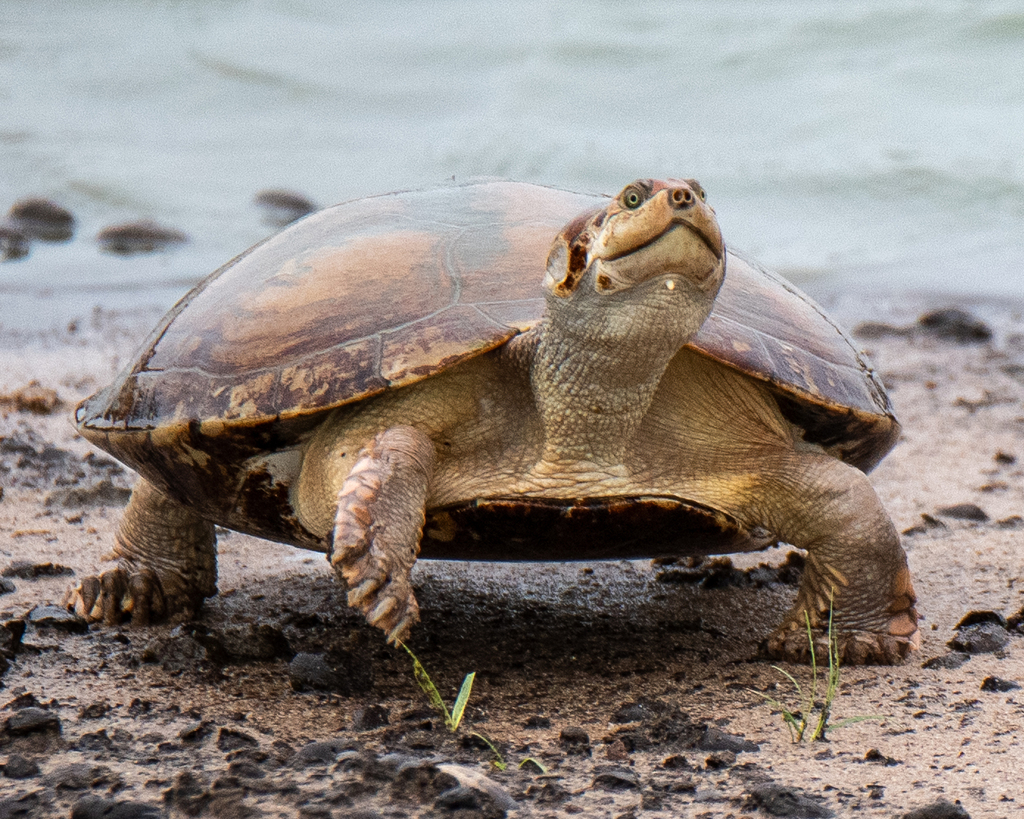 Llanos Sideneck Turtle