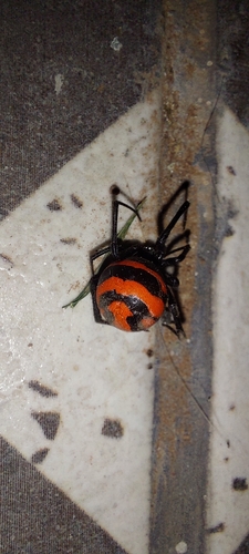 Latrodectus corallinus