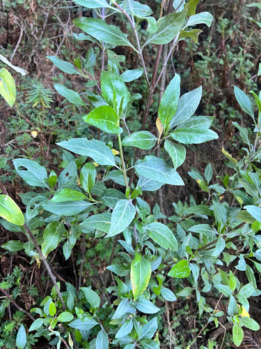 Ageratina glabrata observed 2026-05-01