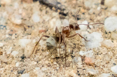 Formica francoeuri
