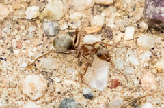 Formica francoeuri