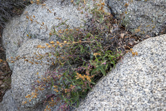 Penstemon clevelandii connatus