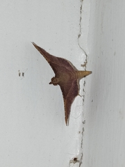 Endotricha mesenterialis