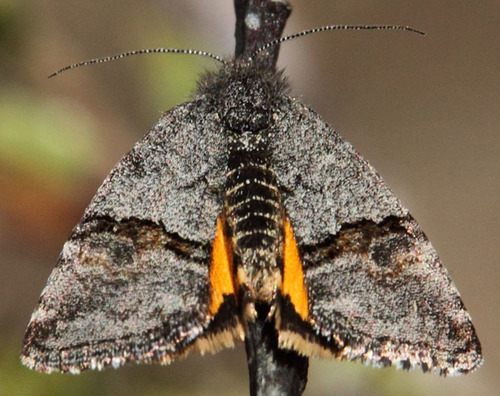 Noctuid moth