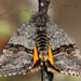 Annaphila depicta - Photo 由 Paul G. Johnson 所上傳的 (c) Paul G. Johnson，保留部份權利CC BY-NC-SA
