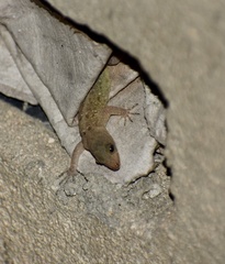 Gonatodes albogularis