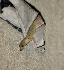 Gonatodes albogularis