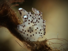 Thecacera