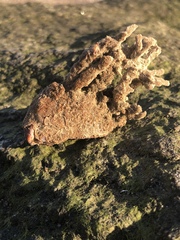 Clathria prolifera