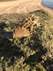 Clathria prolifera