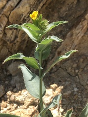 Amsinckia vernicosa