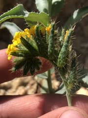 Amsinckia vernicosa