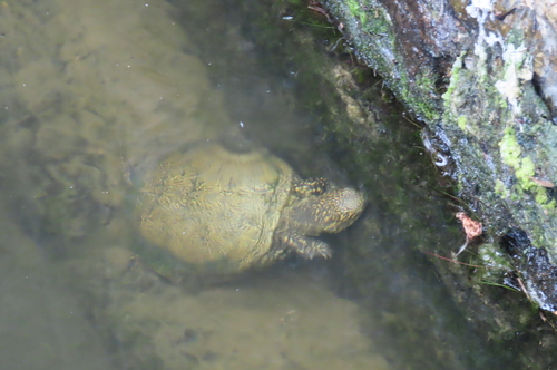 European Pond Turtle