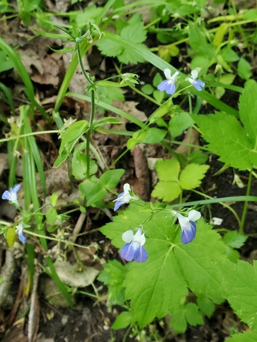 Collinsia verna, photograph 5