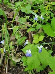 Collinsia verna, photograph author not stated, no rights reserved