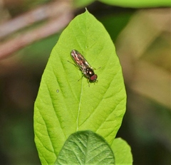 Diptera