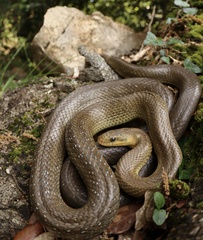 Aesculapian Snake photo 2