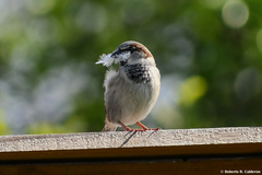 Passer domesticus