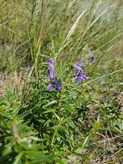 Scutellaria baicalensis