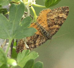 Epirrhoe plebeculata