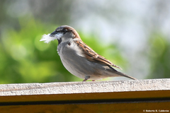 Passer domesticus