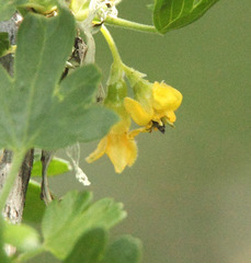 Epirrhoe plebeculata