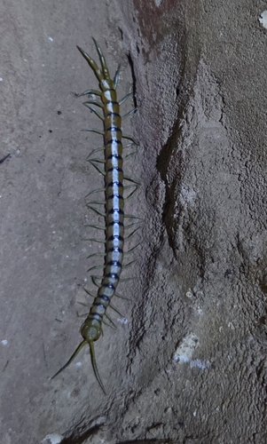 Red-headed Centipede