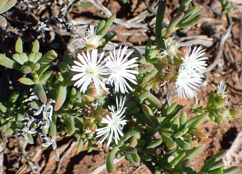 Delosperma subincanum, photograph 4