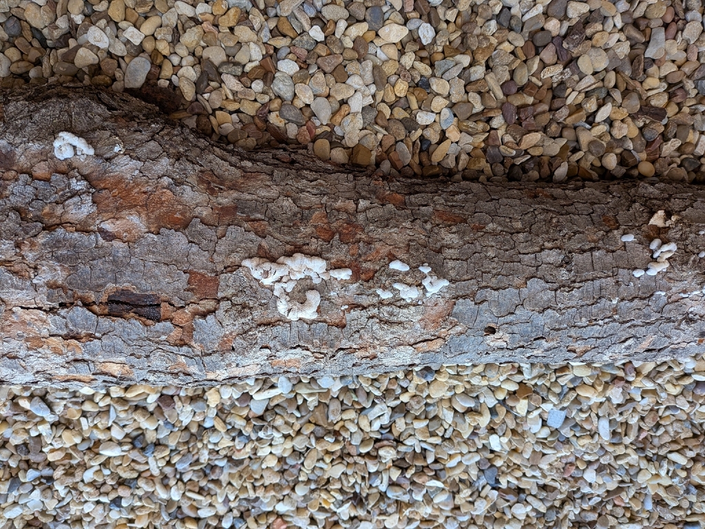splitgill mushroom · May 2026 · photo: Photo: no rights reserved · iNaturalist