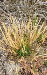 Plantago coronopus coronopus