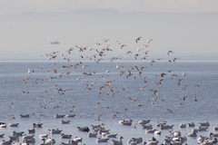 Calidris alpina