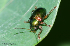 Dermorhytis variabilis