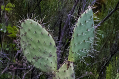 Opuntia × occidentalis
