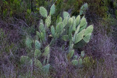Opuntia × occidentalis