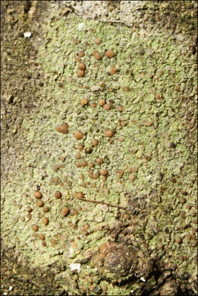 Bapalmuia