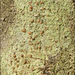 Bapalmuia buchananii - Photo (c) Ken Harris EntSocVic, osa oikeuksista pidätetään (CC BY-NC)