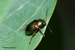 Dermorhytis variabilis