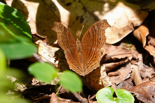 Gregori’s Brown Pansy